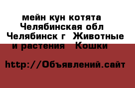 мейн кун котята - Челябинская обл., Челябинск г. Животные и растения » Кошки   